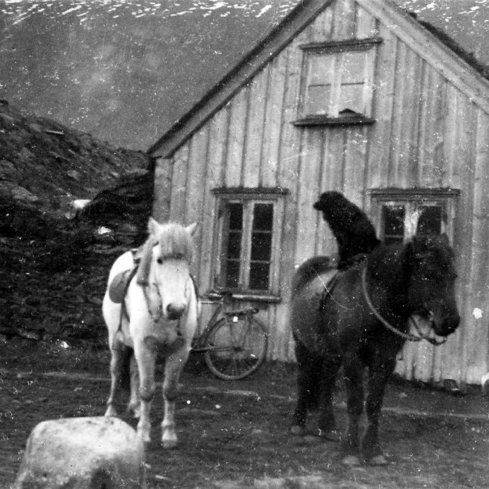 16 - Tveir hestar og hundur í hnakki, við torfbæinn á Hólum í Eyjafirði. Minjasafnið á Akureyri / Mynd 208-061