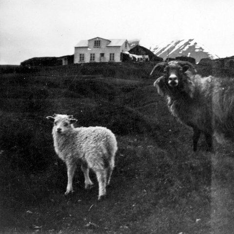 Þetta er bærinn Háls í Eyjafjarðarsveit. Svanhildur Daníelsdóttir skrifar: Fjósið var vinstra megin (sunnan við) við húsið og aftan við fjósið var hlóðaeldhús. Hægra megin við húsið (norðan megin) var skemman þar sem amboðin og fleira var geymt og svo voru fjárhúsin norðan við skemmuna. Hesthús var bakatil, aftan við bæjarhúsið. Ég kom oft í Háls á 7. áratugnum með móður minni sem hjálpaði þeim mæðginum Benedikt og Indíönu að gera slátur og slátrið var soðið í hlóðaeldhúsinu. / m-stae1-15984  frá Minjasafninu á Akureyri