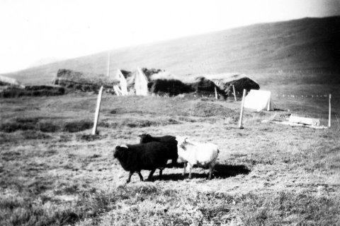 Hefurðu hugmynd um hvar þessi mynd er tekin? Þeir sem kunna að búa yfir upplýsingum um myndina eru hvattir til að senda þær á netföngin hg@minjasafnid.is og skapti@akureyri.net - / m-stae1-16364  frá Minjasafninu á Akureyri