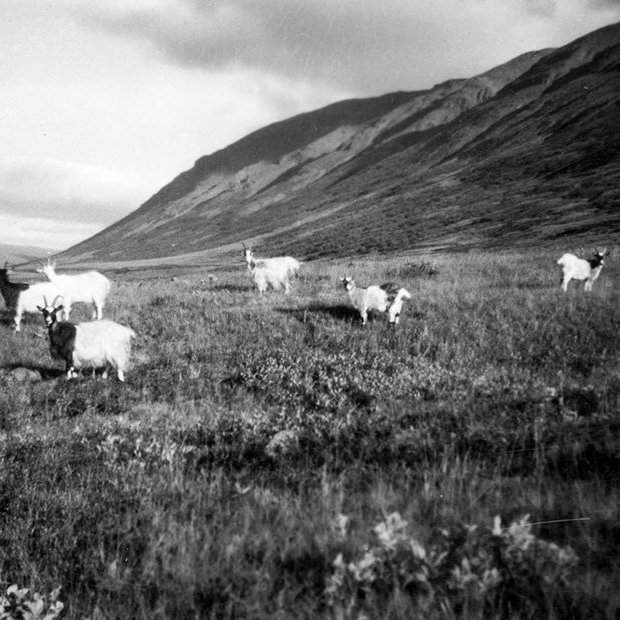 Á myndinni eru að öllum líkindum geitur á bænum Bakka í Fnjóskadal, myndin tekin rétt norðan við bæinn Sörlastaði og horft til norðurs. Búið var með geitur á Bakka fram undir 1960 þegar jörðin fór í eyði. / m-stae1-17026 frá Minjasafninu á Akureyri