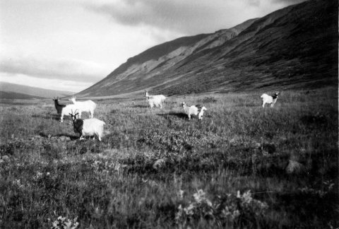 Á myndinni eru að öllum líkindum geitur á bænum Bakka í Fnjóskadal, myndin tekin rétt norðan við bæinn Sörlastaði og horft til norðurs. Búið var með geitur á Bakka fram undir 1960 þegar jörðin fór í eyði. / m-stae1-17026 frá Minjasafninu á Akureyri