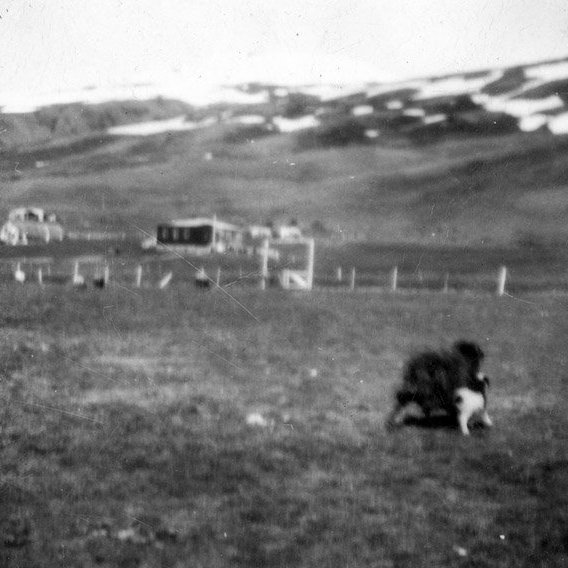 Þetta er á Grenivík. Húsið til vinstri er Sunnuhvoll og það dökka til hægri er Lundur. / m-stae1-17027  frá Minjasafninu á Akureyri