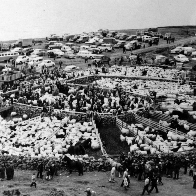 Þetta er Hafravatnsrétt í Mosfellssveit. Lesandi sem sendi upplýsingar telur að myndin sé tekin um 1960. Annar sagði að réttað hefði verið þarna þar til á níunda áratug aldarinnar. / m-stae2-0322 frá Minjasafninu á Akureyri