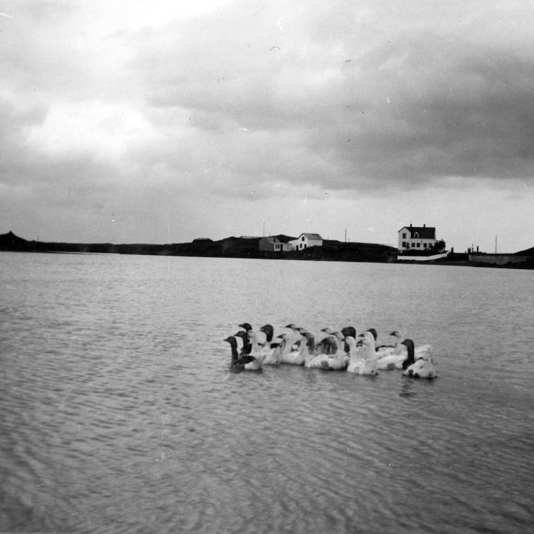 46 – Gæsir á Hvítá við Ferjukot í Borgarfirði  - Minjasafnið á Akureyri / Album 219 - 123