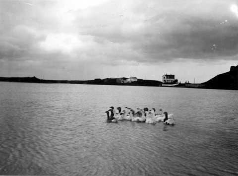 46 – Gæsir á Hvítá við Ferjukot í Borgarfirði  - Minjasafnið á Akureyri / Album 219 - 123