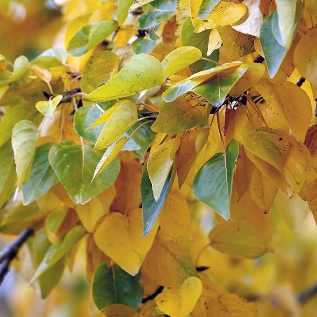 Haust 2023 – © Skapti Hallgrímsson