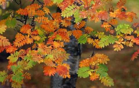 Haust 2023 – © Skapti Hallgrímsson