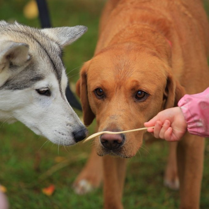 Akureyrarvaka 2025 - Eyrarfest - hverfishátíð Oddeyrar á Eiðsvelli. Mynd: Anastasiia LeoNova Kramarenko