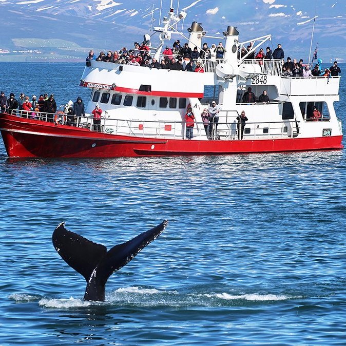 Hvalaskoðun í Eyjafirði 2024