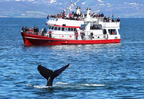 Hvalaskoðun í Eyjafirði 2024