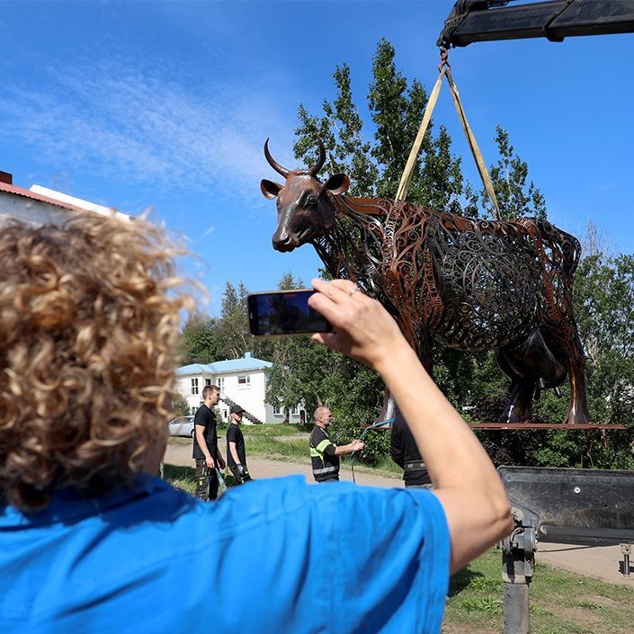 Kýrin Edda flutt úr Kristnesi að Sólgarði  – © Skapti Hallgrímsson