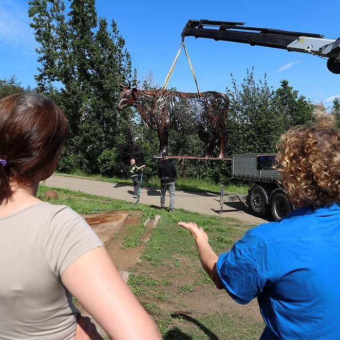 Kýrin Edda flutt úr Kristnesi að Sólgarði  – © Skapti Hallgrímsson