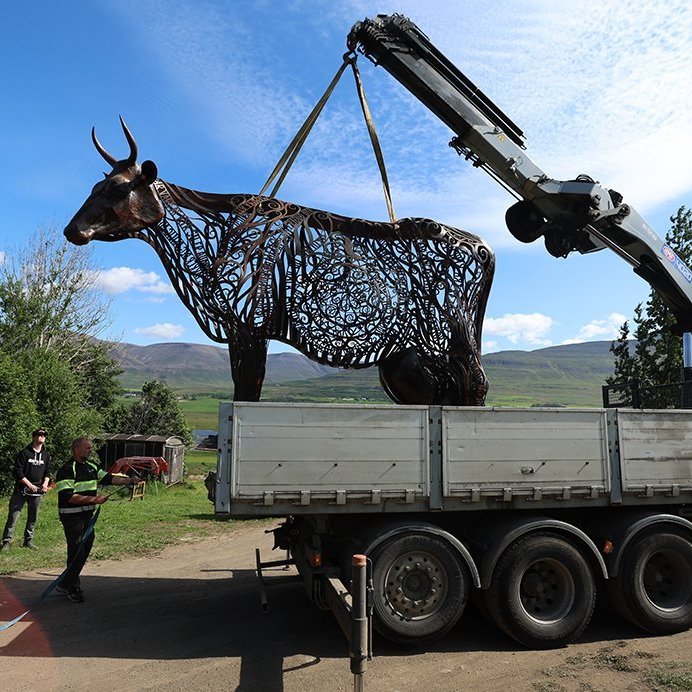 Kýrin Edda flutt úr Kristnesi að Sólgarði  – © Skapti Hallgrímsson