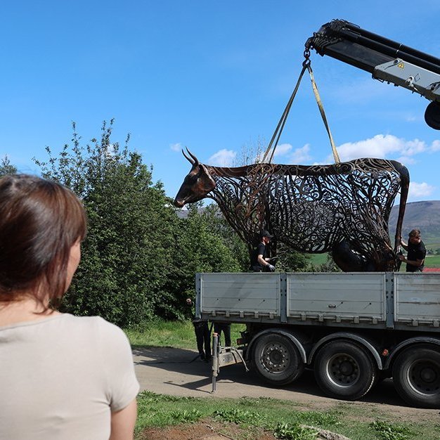 Kýrin Edda flutt úr Kristnesi að Sólgarði  – © Skapti Hallgrímsson