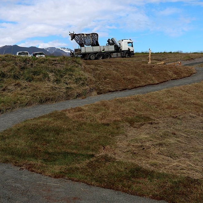 Kýrin Edda sett á stall sinn norðan við Sólgarð  – © Skapti Hallgrímsson
