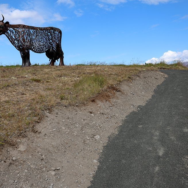 Kýrin Edda sett á stall sinn norðan við Sólgarð  – © Skapti Hallgrímsson