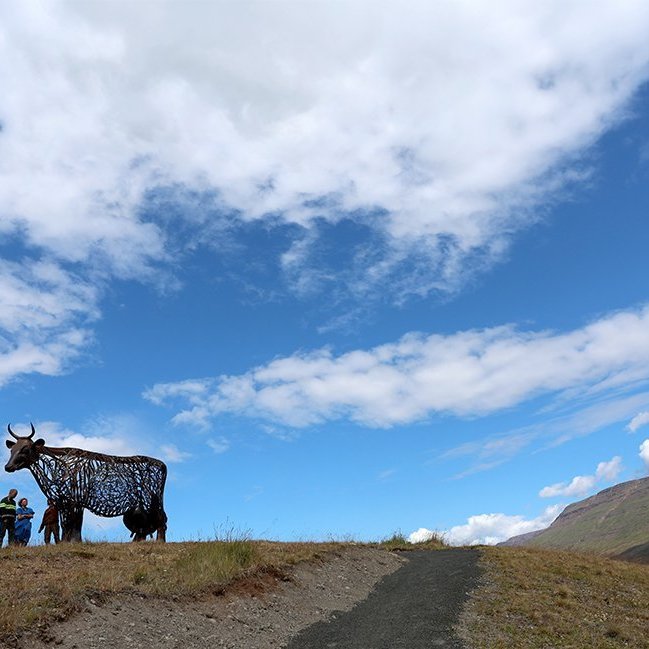 Kýrin Edda sett á stall sinn norðan við Sólgarð  – © Skapti Hallgrímsson