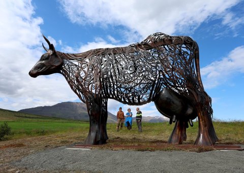 Kýrin Edda sett á stall sinn norðan við Sólgarð, Beate Stormo, María Pálsdóttir og Finnur Aðalbjörnsson verktaki í fjarska – © Skapti Hallgrímsson
