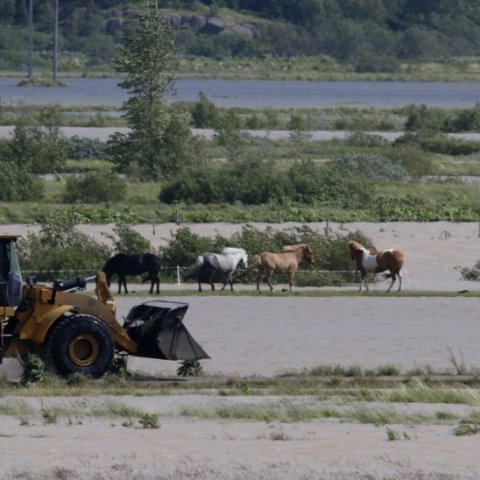 Vinnuvél sækir efni í varnargarðinn en hestar á beit skammt frá flugvellinum kipptu sér ekki upp við neitt. Eigendur þeirra fylgdust vel með hvort ekki væri allt í lagi. Ljósmynd: Skapti Hallgrímsson.