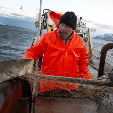 Gunnar skipstjóri við netarúlluna - innbyrðir fallegan þorsk.