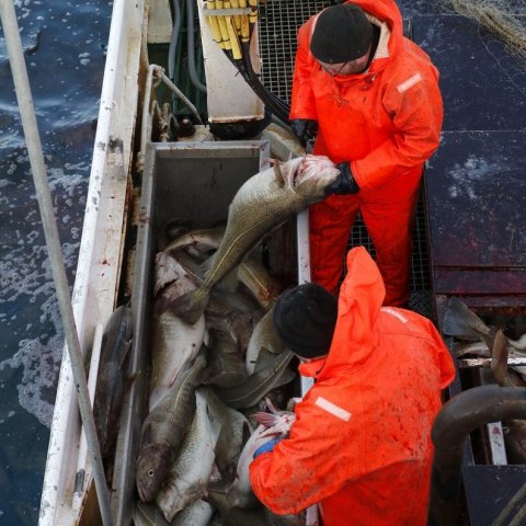 Fegðarnir Gunnar og Hannes blóðga fiskinn.