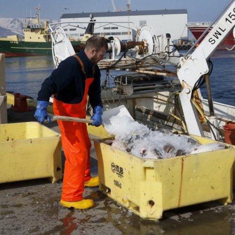 Sigurður ísaði fiskinn í körunum af kostgæfni.