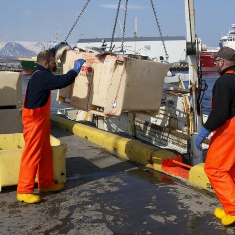 Fullt kar af fallegum þorski híft frá borði.