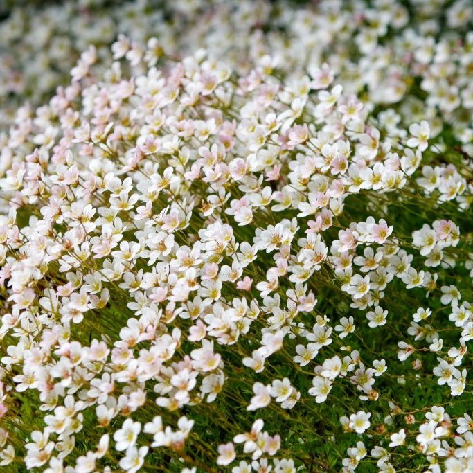 Þjóðhátíðardagurinn á Akureyri 2025 - Mynd: Rakel Hinriksdóttir