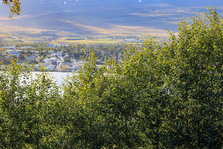 Horft úr Vaðlaskógi yfir til Akureyrar. Mynd af veg Skógræktarfélags Eyfirðinga.
