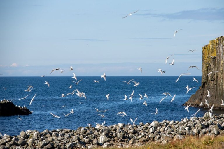 Kríur í Grímsey. Mynd, af vef Akureyrarbæjar: Kristófer Knutsen
